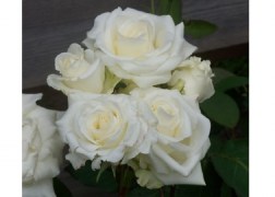 Magastörzsű rózsa / White